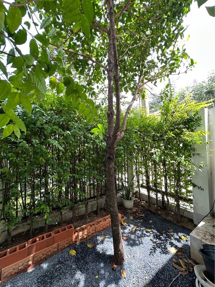 3-Bedroom Family Home in Supalai Bella, Thalang 3